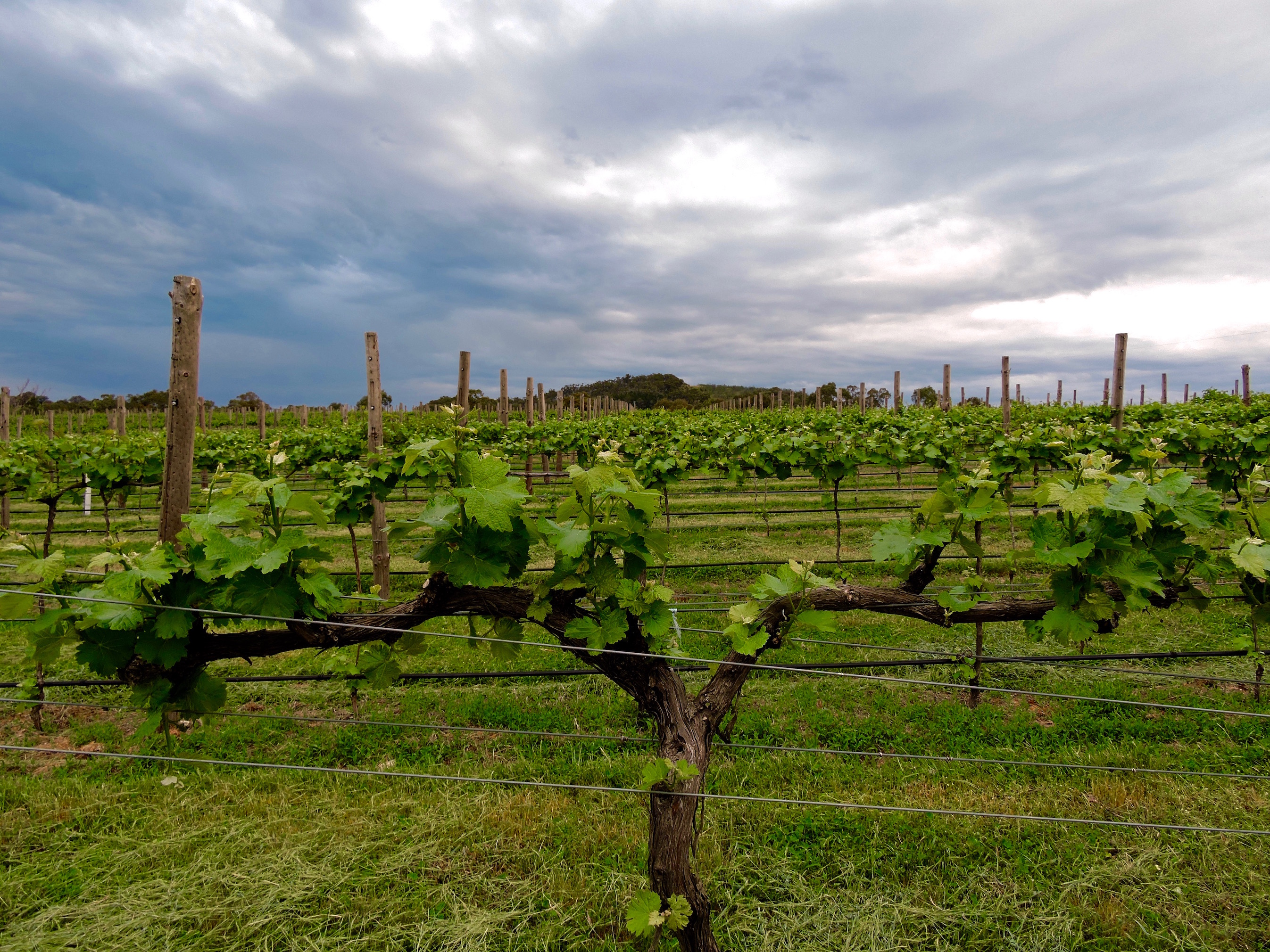 stormy skies over the vineyard